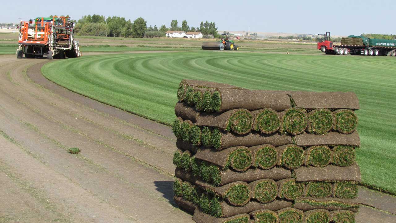 Silver Lake Sod Farm Elite Sod Growers Serving Southern Alberta